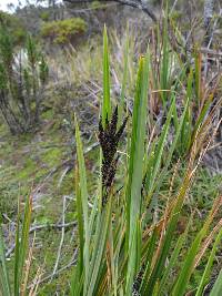 Image of Carex pichinchensis