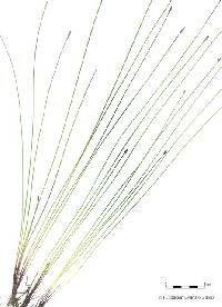 Image of Eleocharis maculosa