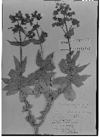 Image of Calceolaria pseudoglandulosa