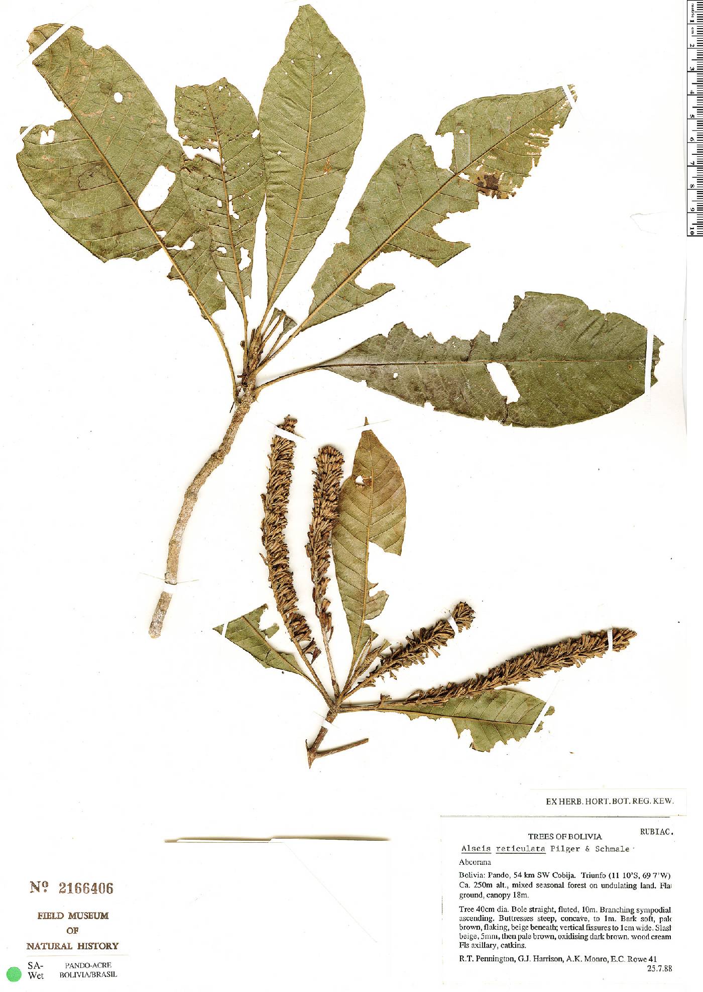 Alseis reticulata image
