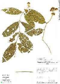 Aegiphila chrysantha image