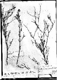 Image of Calceolaria inamoena