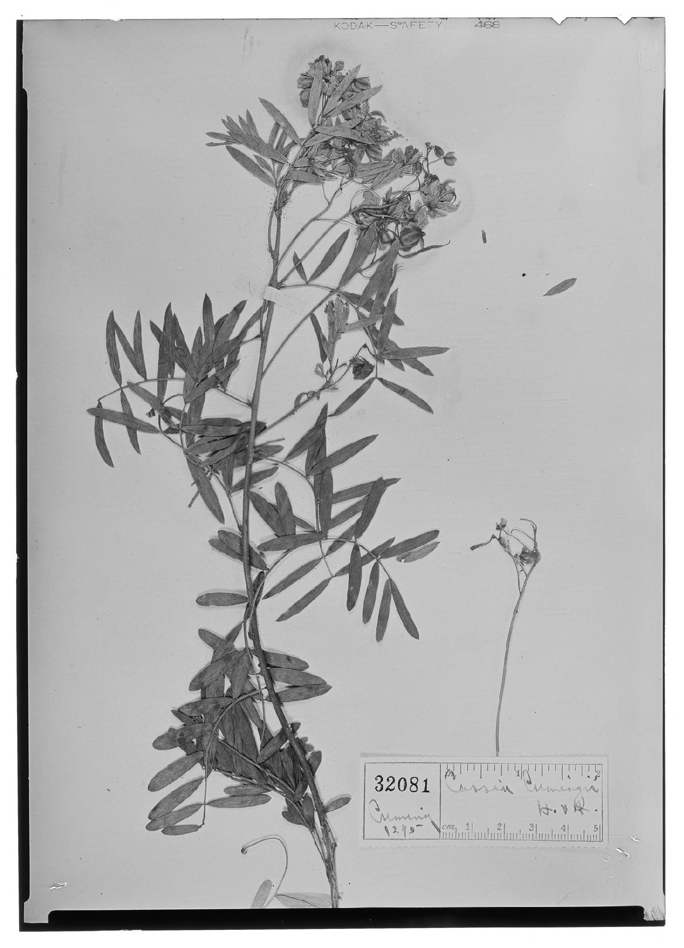 Cassia cumingii image