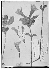Image of Ruellia dissitifolia