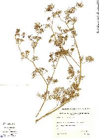Image of Apium leptophyllum