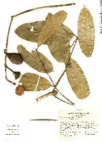 Image of Tontelea hondurensis