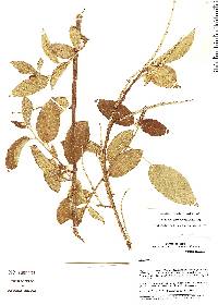 Image of Acalypha dictyoneura