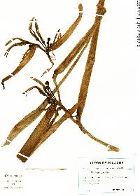 Heliconia aemygdiana image