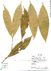 Image of Caryodaphnopsis tomentosa