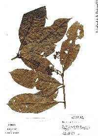 Image of Neea macrophylla