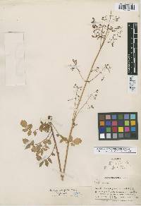 Image of Valeriana agrimonifolia