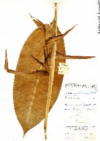 Image of Heliconia revoluta