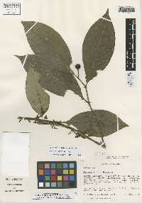 Image of Solanum bellum