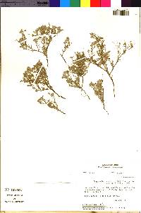 Image of Cryptantha parviflora