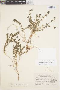 Image of Galium arequipicum