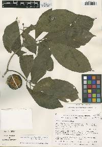 Stemmadenia donnell-smithii image