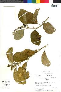 Image of Croton alnifolius