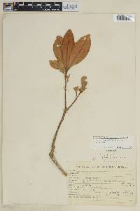 Esenbeckia grandiflora image