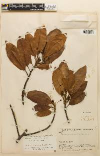 Image of Coussapoa cinnamomifolia