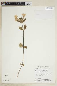 Ruellia dissitifolia image