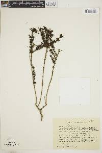 Arcytophyllum thymifolium image