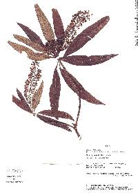 Escallonia pendula image