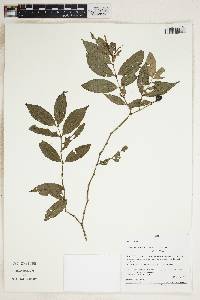 Image of Faramea uniflora
