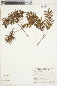 Image of Myrciaria delicatula