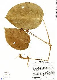 Image of Calathea dicephala