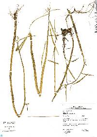 Image of Caperonia castaneifolia