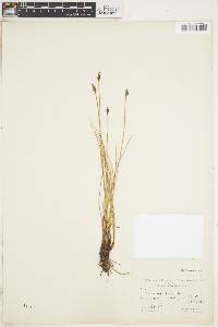 Image of Carex capitata