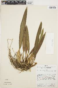 Maxillaria rufescens image