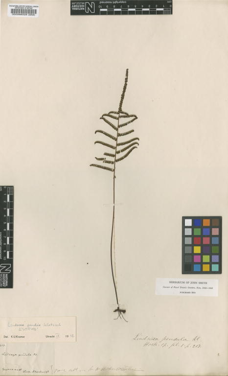 Lindsaea pendula image