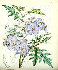 Image of Solanum acanthodes