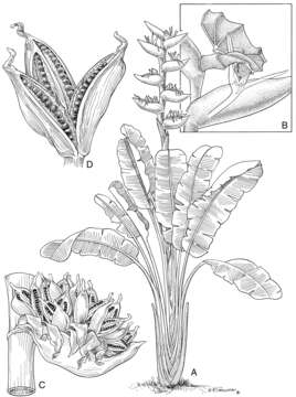 Strelitziaceae image