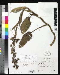 Image of Aetheolaena mojandensis