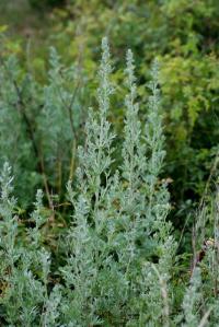 Image of Artemisia absinthium