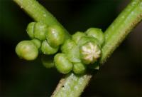 Image of Alchornea latifolia