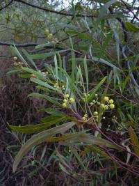 Image of Acacia retinodes