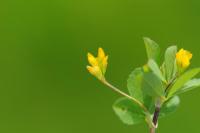 Image of Trifolium micranthum