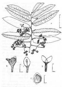 Virola surinamensis image