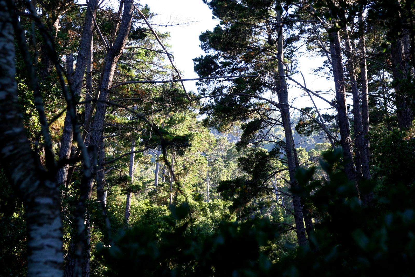 Pinus image