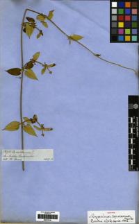 Image of Cynanchum spruceanum