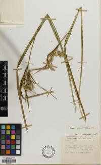 Image of Carex polysticha