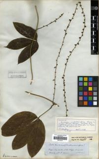 Image of Dioscorea crotalariifolia