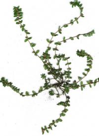 Image of Chamaesyce thymifolia