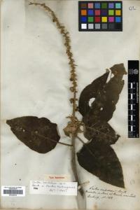 Image of Croton sordidus