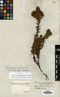 Image of Gentianella selaginifolia