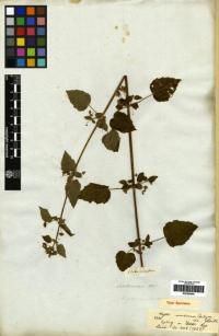 Image of Hyptis sidifolia