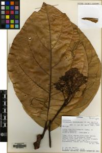 Image of Cinnamomum formicarium